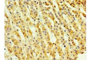 Immunohistochemistry of paraffin-embedded human adrenal gland tissue using ABIN7161143 at dilution of 1:100 (TH1-Like anticorps  (AA 346-590))