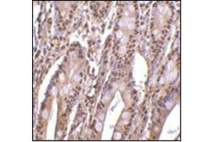 Immunohistochemistry of PHAP III in human small intestine tissue with this product at 2 μg/ml. (ANP32E anticorps  (C-Term))