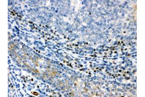 Anti- XBP Picoband antibody, IHC(P) IHC(P): Human Tonsil Tissue
