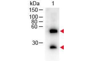 Western Blot of Donkey anti-Mouse IgG (H&L) Antibody Peroxidase Conjugated. (Âne anti-Souris IgG (Heavy & Light Chain) Anticorps (HRP))