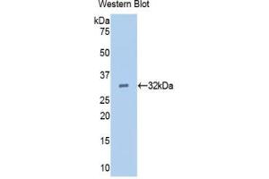 Western blot analysis of recombinant Pig EGF. (EGF anticorps  (AA 45-275))