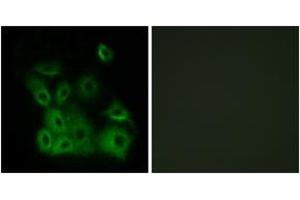 Immunofluorescence analysis of A549 cells, using Bax (Phospho-Thr167) Antibody. (BAX anticorps  (pThr167))
