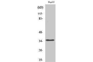 Western Blotting (WB) image for anti-Heterogeneous Nuclear Ribonucleoprotein A2/B1 (HNRNPA2B1) (N-Term) antibody (ABIN3185058) (HNRNPA2B1 anticorps  (N-Term))