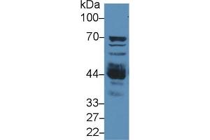 Detection of NAGa in Mouse Liver lysate using Polyclonal Antibody to N-Acetylgalactosaminidase Alpha (NAGa)