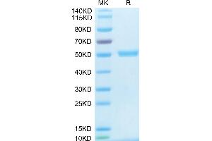 Human CD40 Ligand Trimer on Tris-Bis PAGE under reduced condition.