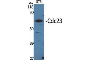 Western Blot (WB) analysis of specific cells using Cdc23 Polyclonal Antibody. (CDC23 anticorps  (Internal Region))