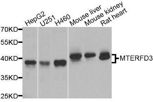 Western blot analysis of extracts of various cell lines, using MTERFD3 antibody. (MTERFD3 anticorps  (AA 1-250))