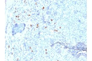 Formalin-fixed, paraffin-embedded human Tonsil stained with IgG4 Mouse Monoclonal Antibody (IGHG4/1345). (IGHG4 anticorps)