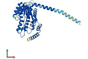 AlphaFold protein structure predicition of Mouse Recombinant Dhrs7b Protein, UniprotID Q99J47