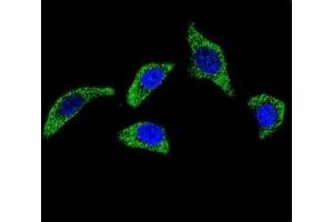 Confocal immunofluorescent analysis of TNFR antibody with U-251MG cells followed by Alexa Fluor 488-conjugated goat anti-rabbit lgG (green).