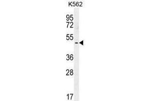 TBX6 Antibody (C-term) western blot analysis in K562 cell line lysates (35 µg/lane). (T-Box 6 anticorps  (C-Term))