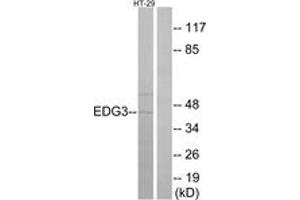 Western blot analysis of extracts from HT-29 cells, using EDG3 Antibody. (S1PR3 anticorps  (AA 115-164))