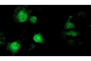 Anti-MAPRE2 mouse monoclonal antibody (ABIN2454593) immunofluorescent staining of COS7 cells transiently transfected by pCMV6-ENTRY MAPRE2 (RC200259). (MAPRE2 anticorps)