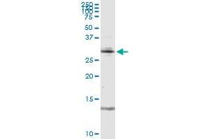 RAG2 MaxPab rabbit polyclonal antibody. (RAG2 anticorps  (AA 1-527))