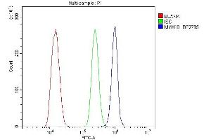Flow Cytometry analysis of ANA-1 cells using anti-non-muscle Myosin IIB/MYH10 antibody (ABIN7603186). (MYH10 anticorps  (N-Term))