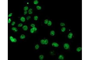 Anti-PDE4B mouse monoclonal antibody (ABIN2454983) immunofluorescent staining of COS7 cells transiently transfected by pCMV6-ENTRY PDE4B (RC211956). (PDE4B anticorps)