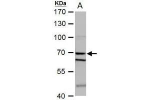 WB Image SHP1 antibody detects SHP1 protein by western blot analysis. (SHP1 anticorps)