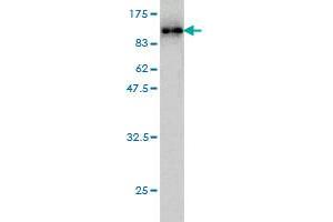 Western Blot detection against Immunogen (89.