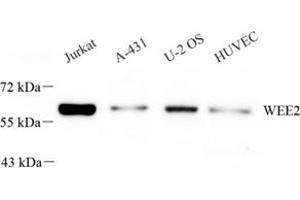 Western blot analysis of WEE2 (ABIN7076224),at dilution of 1: 600