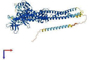 AlphaFold protein structure predicition of Human Recombinant TBK1 Protein, UniprotID Q9UHD2