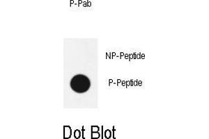 Dot blot analysis of anti-phospho-Sox2-p Phospho-specific Pab (ABIN650887 and ABIN2839829) on nitrocellulose membrane. (SOX2 anticorps  (pSer246))