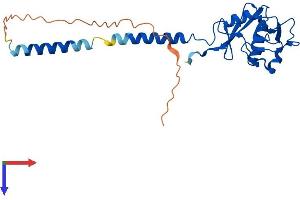 AlphaFold protein structure predicition of Mouse Recombinant Cd209a Protein, UniprotID Q91ZX1