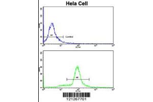 Flow cytometric analysis of hela cells using SRP72 Antibody (bottom histogram) compared to a negative control cell (top histogram). (SRP72 anticorps  (AA 119-148))