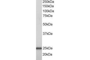 Image no. 1 for anti-RAN, Member RAS Oncogene Family (RAN) (AA 2-14) antibody (ABIN1494066) (RAN anticorps  (AA 2-14))