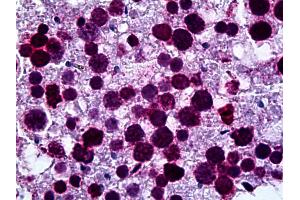 Anti-LMNB1 / Lamin B1 antibody IHC of human testis.