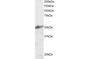 ABIN184763 staining (2µg/ml) of Human Kidney lysate (RIPA buffer, 30µg total protein per lane). (KLF8 anticorps  (N-Term))
