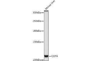 Western blot analysis of extracts of Mouse liver, using COPA Rabbit pAb (ABIN7266424) at 1:1000 dilution. (COPA anticorps  (AA 550-650))