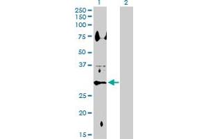 Western Blot analysis of HSD11B1 expression in transfected 293T cell line by HSD11B1 MaxPab polyclonal antibody.