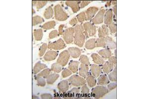 GAS2L2 Antibody immunohistochemistry analysis in formalin fixed and paraffin embedded human skeletal muscle followed by peroxidase conjugation of the secondary antibody and DAB staining.