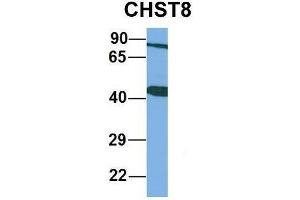 Host:  Rabbit  Target Name:  CHST8  Sample Type:  Human Adult Placenta  Antibody Dilution:  1. (CHST8 anticorps  (Middle Region))