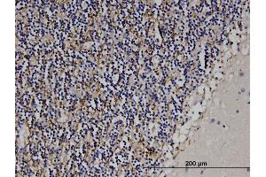 Immunoperoxidase of monoclonal antibody to MAG on formalin-fixed paraffin-embedded human cerebellum.