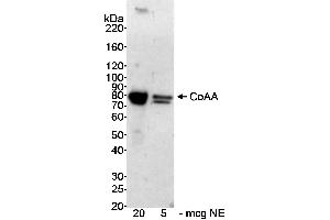 Western Blotting (WB) image for anti-CoaA (AA 150-200) antibody (ABIN7449380) (CoaA (AA 150-200) anticorps)