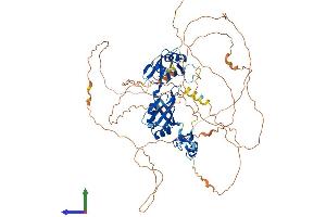 AlphaFold protein structure predicition of Mouse Recombinant Cpeb3 Protein, UniprotID Q7TN99