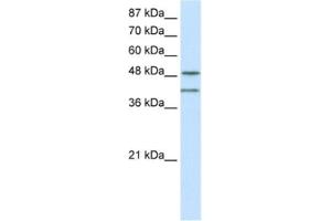 Western Blotting (WB) image for anti-RAE1 RNA Export 1 Homolog (S. Pombe) (RAE1) antibody (ABIN2462089) (RAE1 anticorps)