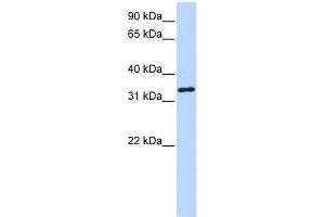 WB Suggested Anti-HAAO Antibody Titration:  0. (HAAO anticorps  (N-Term))
