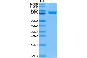 Biotinylated Human Siglec-10 on Tris-Bis PAGE under reduced condition.