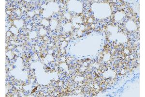 ABIN6275060 at 1/100 staining Mouse lung tissue by IHC-P. (DHODH anticorps  (Internal Region))