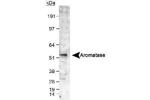 Image no. 2 for anti-Cytochrome P450, Family 19, Subfamily A, Polypeptide 1 (CYP19A1) (C-Term) antibody (ABIN363492) (Aromatase anticorps  (C-Term))