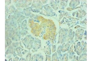 Immunohistochemical of paraffin-embedded human pancreas using ABIN7151798 at dilution of 1:200