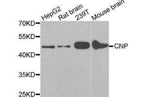 Western Blotting (WB) image for anti-2',3'-Cyclic Nucleotide 3' phosphodiesterase (CNP) antibody (ABIN1980117) (Cnpase anticorps)