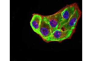 Immunofluorescence analysis of Hela cells using ADORA2A mouse mAb (green).