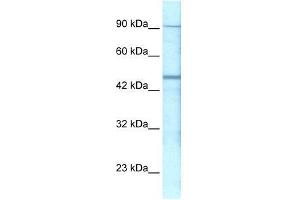 Western Blot showing GABRP antibody used at a concentration of 1-2 ug/ml to detect its target protein.