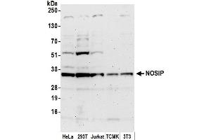 Western Blotting (WB) image for anti-Nitric Oxide Synthase Interacting Protein (NOSIP) (AA 1-50) antibody (ABIN7453146)