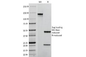 SDS-PAGE Analysis of Purified, BSA-Free PECAM-1 Antibody (clone C31. (CD31 anticorps)