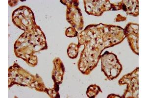 IHC image of ABIN7147980 diluted at 1:200 and staining in paraffin-embedded human placenta tissue performed on a Leica BondTM system. (CD300LG anticorps  (AA 128-241))