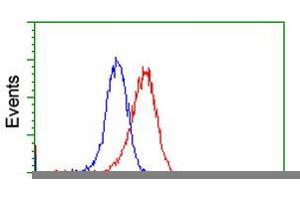 HEK293T cells transfected with either RC212185 overexpress plasmid (Red) or empty vector control plasmid (Blue) were immunostained by anti-VWA5A antibody (ABIN2453785), and then analyzed by flow cytometry. (VWA5A anticorps)